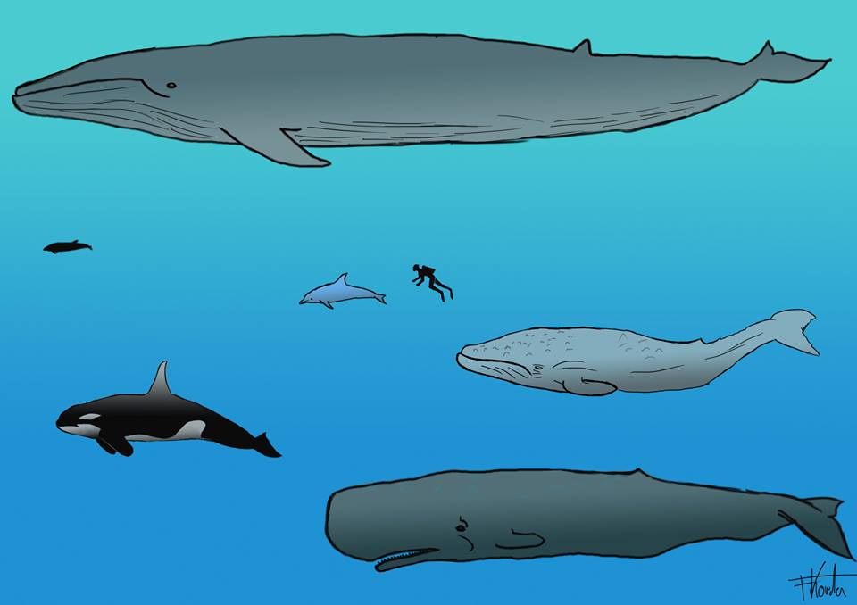 Wer ist der Grösste im Lande?